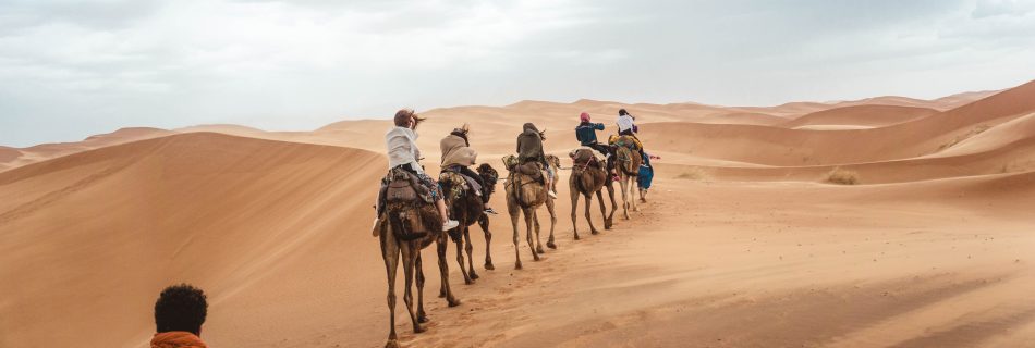 Camel caravan crossing the Moroccan Sahara dunes at dawn